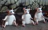 353-three-blind-mice.jpg 353-three-blind-mice.jpg