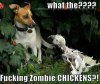 zombie chicken.jpg