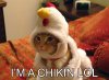 Funny-Chicken-29.jpg