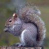 thesqirrel.jpg