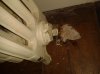 radiator 2.jpg