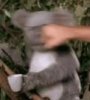 koala.jpg koala.jpg