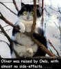 owlcat.jpg