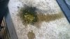 condensate damage to wall.jpg