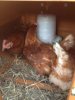 Chickens.jpg