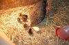 chicks 032.jpg