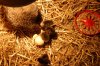 chicks 023.jpg