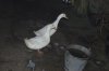 chicks 014.jpg