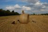 dogs on bales 018.jpg