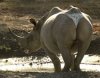 rhino panty.jpg
