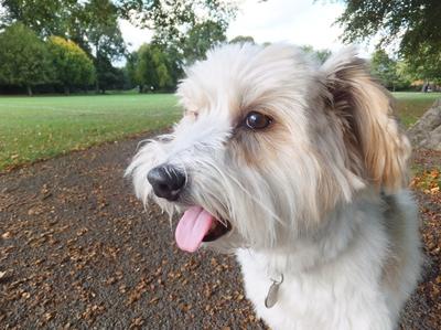 cheeky-charlie-uk-tall-cdt-21846289.jpg